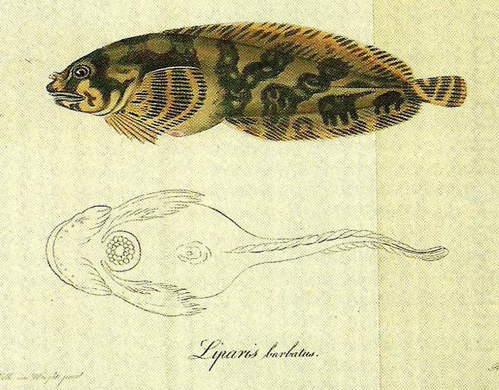 liparis barbatus, broderna von wrights